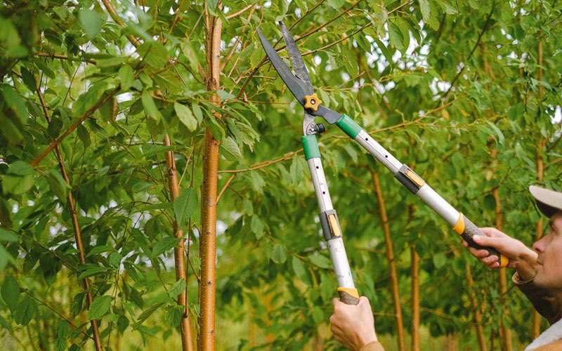 Tree trimming in Isanti, MN